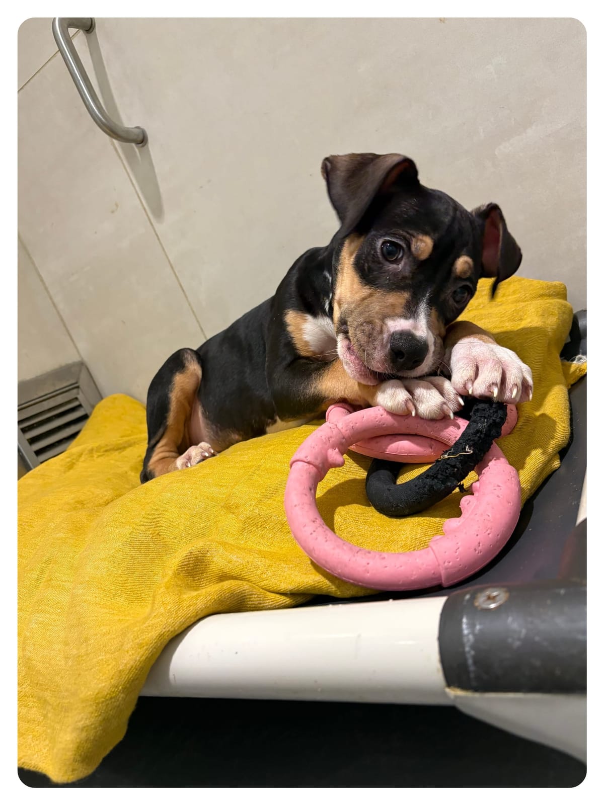 a very cute puppy chewing on a toy